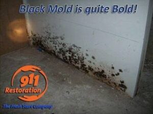 mold removal-independence-black mold